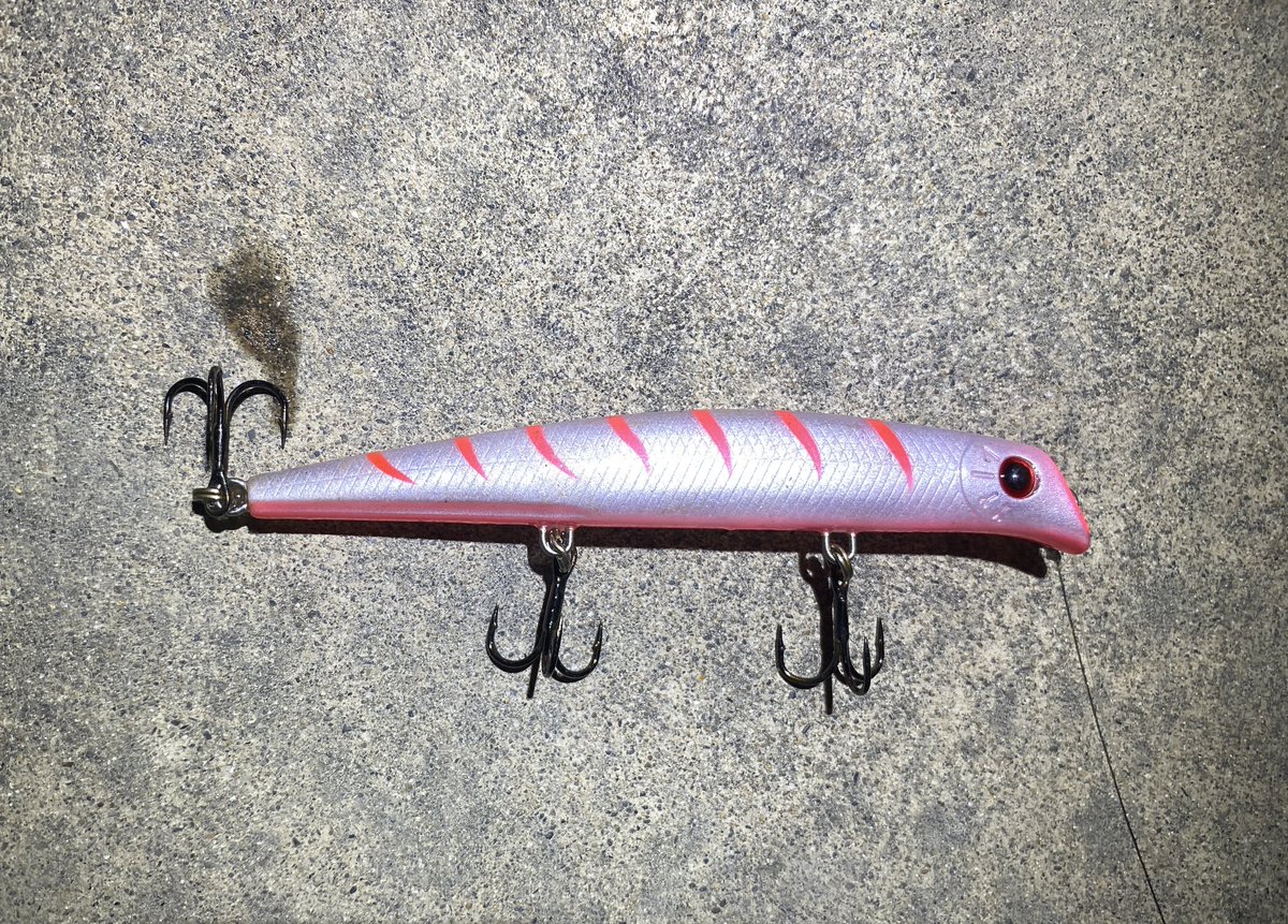 FishingLabo's tweet photo. 昨日の河口上流20km荒川バチ抜けシーバス結果‼️

後中潮2日目で大量🪱バチ抜けの予感。

絨毯バチ抜けだったけど、リーディングスピードを調整して💥

ちょっとした末広がりの流れにいた！

目視では80cmちょうどのランカーシーバスでした。

#荒川
#エリテン
#バチ抜け
#シーバス https://t.co/bJwScOKM4j