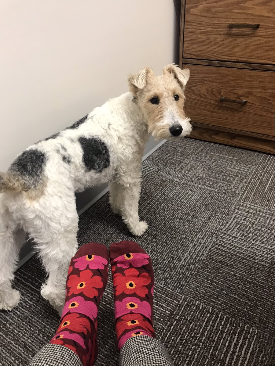 #SockItToKidneyDisease with @Marimekkoglobal socks and Miko #WorldKidneyDay2023 @ASNKidney @NU_Nephrology @UofUNephrology