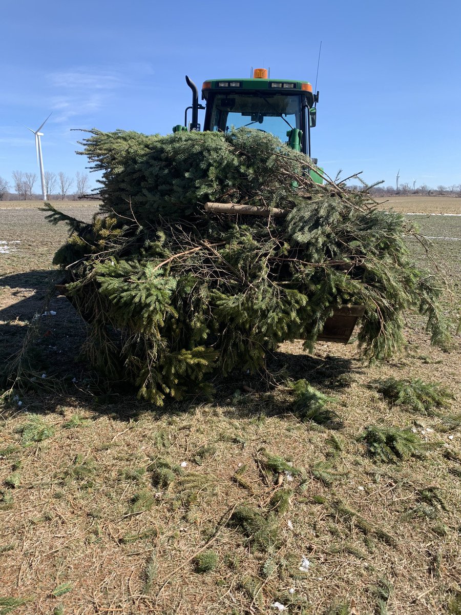 Pasztor79's tweet photo. At least I had a helper today, but my body is starting to get a bit stiff from #icestorm23 cleanup….will have a nice little spring bonfire at some point though. 🤕 https://t.co/1aOJUAYbHH