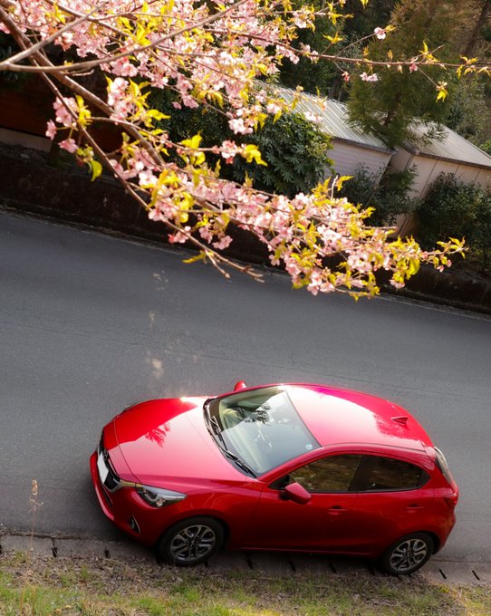 半端なﾗｯﾊﾟｰのｶｯﾊﾟが葉っぱをｱｯﾊﾟｰ✊桜も葉っぱがいっぱいになってきました🌸葉桜もなかなかいいですね🌱🌸上から