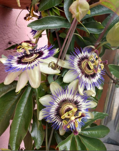 bluecrown passion flowers!
#garden #gardeningideas #gardeningtips #gardenpots #containergardening #greenthumb #gardentips #pottedplants #pottedflowers #wearethegardeners #growsomethinggreen #plantsofinstagram #plantsomething #growsomething