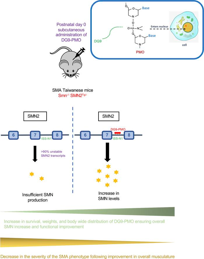Prof. Toshi Yokota PhD FCAHS @MD_Canada Res Chair tweet media