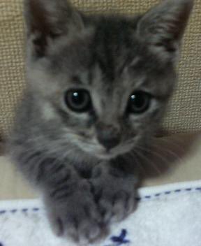 おはようございます🙂
#猫
#猫のナツ
#猫好きさんと繋がりたい