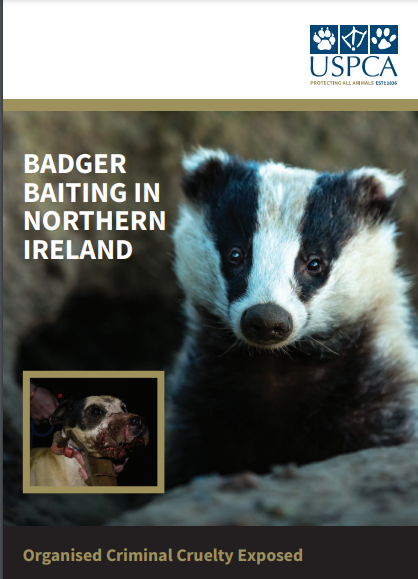banbloodsports's tweet photo. ⚠️🦡 "Badger Baiting in Northern Ireland - Organised Criminal Cruelty Exposed" - Read the USPCA report and help stop this illegal activity https://t.co/vZIzk7HuGA #EndBadgerCruelty #EndBadgerBaiting #USPCA https://t.co/ZwyPfGNP6V