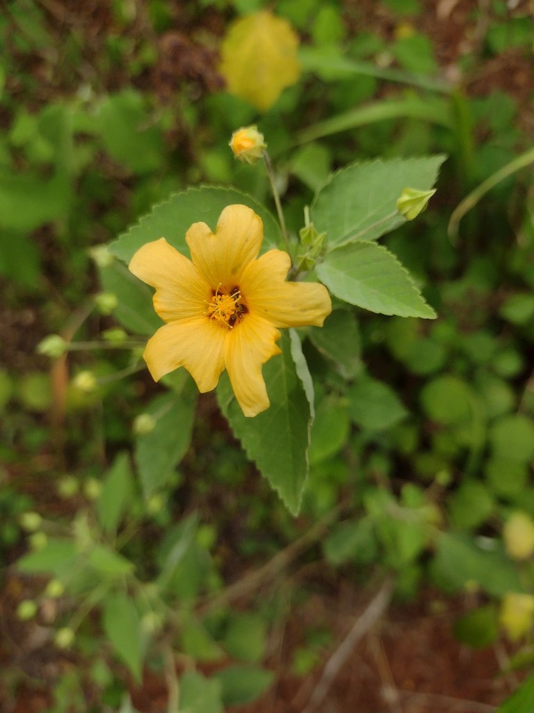 Oahu_CNC's tweet photo. We’re 2 months away from the 2023 City Nature Challenge! But what exactly is it? It's a global event to find &amp; document the wildlife in our backyards, while competing with other cities. Last year we had a record of 1451 observations. Join in to help us break our record in 2023!" https://t.co/s5ylFc0IVQ