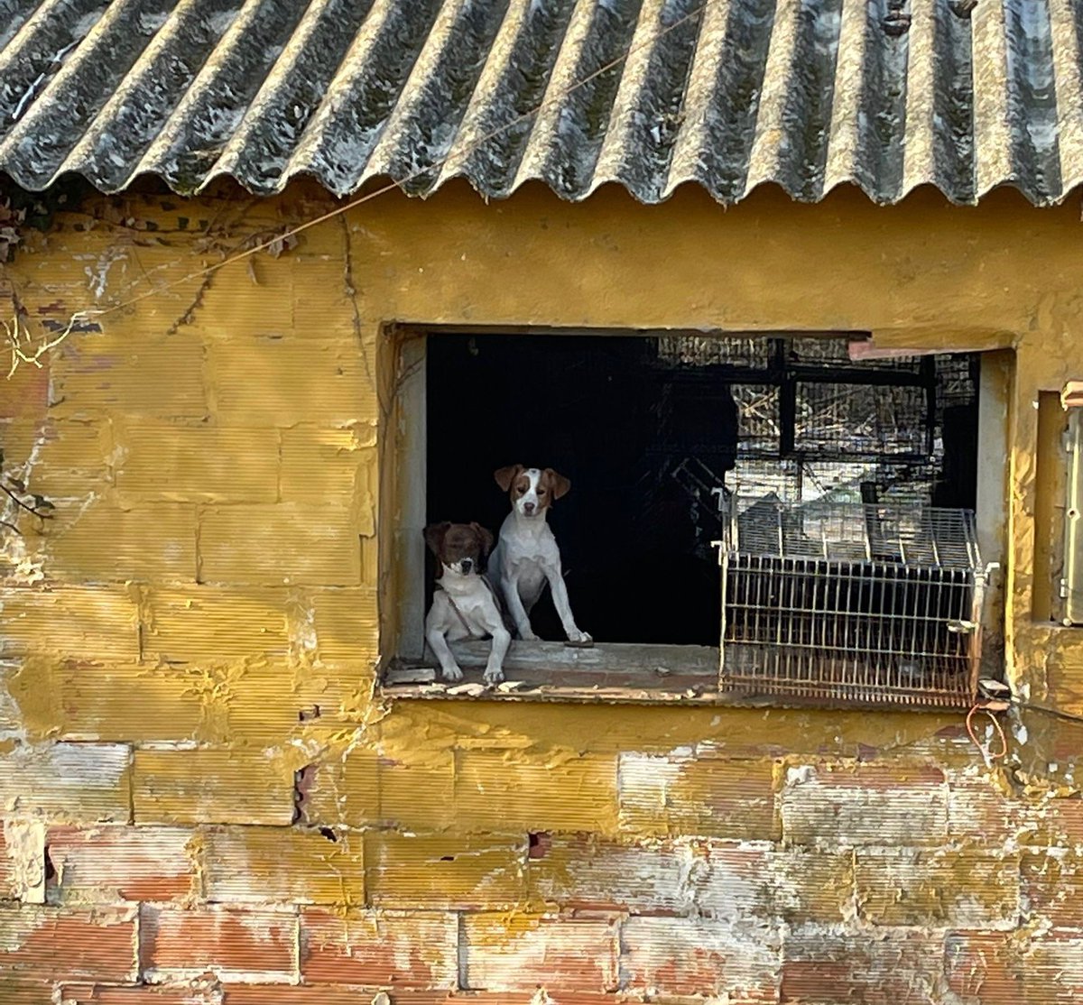Exclusión de cazadores con menos de 15 perros de inscribirse como núcleo zoológico en Catalunya, un ejemplo más de la grave tendencia avalada por el parlamento español con la ley de protección animal estatal <a href="/perearagones/">Pere Aragonès i Garcia</a> <a href="/TeresaJorda/">Teresa Jordà</a> <a href="/AnnaSanitjas/">Anna Sanitjas</a> <a href="/marcvilahur/">Marc Vilahur</a> 

#NiUnaPotaEnrere