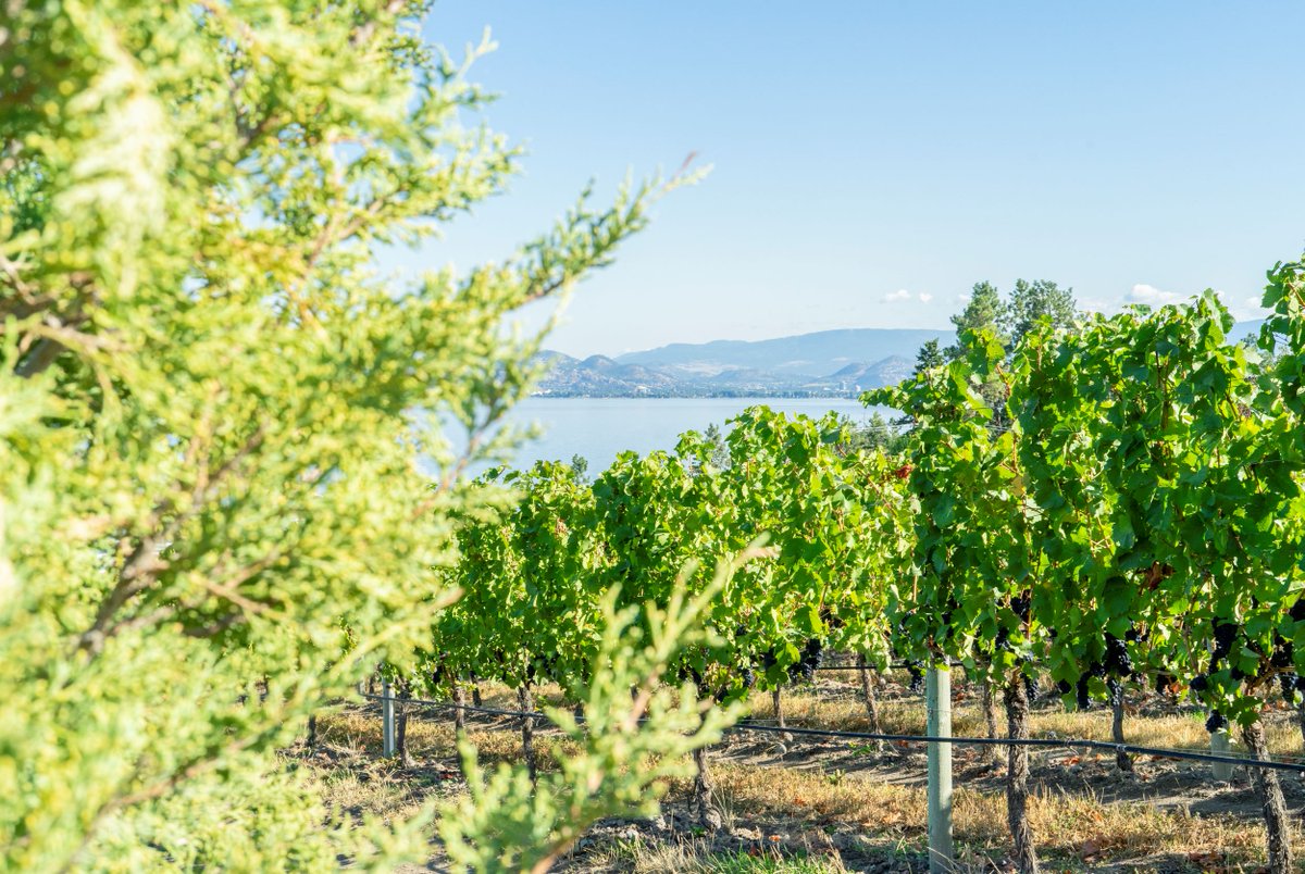 Our new vintage of Rosé is here, and we could not be more thrilled to share it with you. This organic wine is a true expression of our team coming together to make magic happen. Unravel the beauty of our Rosé through this 2022 vintage. Shop Rosé.
bit.ly/3kXTP3a
