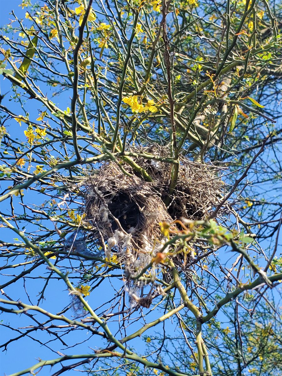 With over 530 species of birds, one can almost always find evidence of them living in the #RGV thornforests like the birds that built these nests that I saw in a Texas Ebony and Retama while seed collecting @AmericanForests. #Forests4climate
