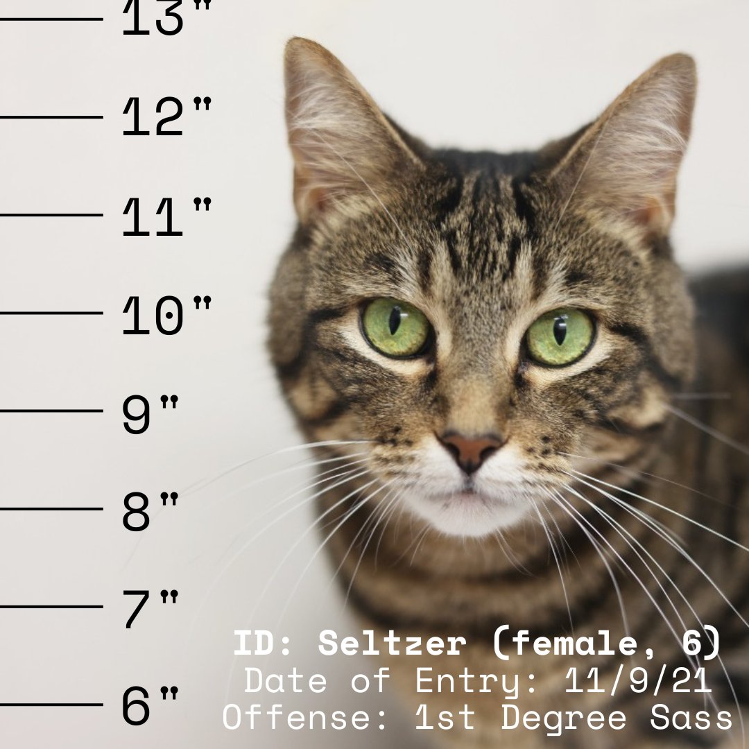 👤 Inmate ID: Seltzer (female, 6)
📅 Date of entry: Nov. 9, 2021
😾 Offense: 1st-Degree Sass
#adoptablecat #raleigh

Day 485 in captivity. Bail has been paid yet next of kin has not yet been identified. Eligible for immediate release with credit for time served. (1/4)
