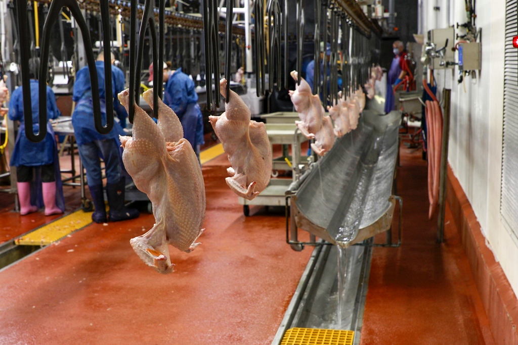 Arkansas Agricultural Experiment Station (@arkagresearch) on Twitter photo Arkansas researchers have been awarded a $5M grant to increase use of #AI and robotics in chicken processing to reduce waste and prevent foodborne illness.
Partners in the <a href="/USDA_NIFA/">NIFA</a>-funded project include <a href="/GeorgiaTech/">Georgia Tech</a>, <a href="/UNLincoln/">University of Nebraska-Lincoln</a>, & <a href="/FvsuAg/">Fvsu Ag</a>. <a href="/AginArk/">UA System Div of Ag</a>
aaes.uada.edu/news/5-million… Arkansas researchers have been awarded a $5M grant to increase use of #AI and robotics in chicken processing to reduce waste and prevent foodborne illness.
Partners in the <a href="/USDA_NIFA/">NIFA</a>-funded project include <a href="/GeorgiaTech/">Georgia Tech</a>, <a href="/UNLincoln/">University of Nebraska-Lincoln</a>, & <a href="/FvsuAg/">Fvsu Ag</a>. <a href="/AginArk/">UA System Div of Ag</a>
aaes.uada.edu/news/5-million…