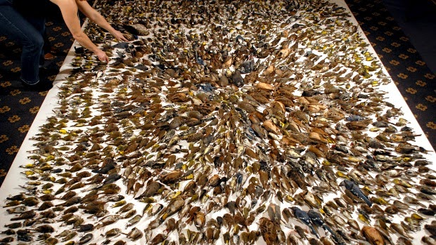 bauzanatto's tweet photo. 7-Acidentes entre aves e vidraças é uma das maiores causas antrópicas de morte de aves no mundo! https://t.co/fh1ZxLIYai