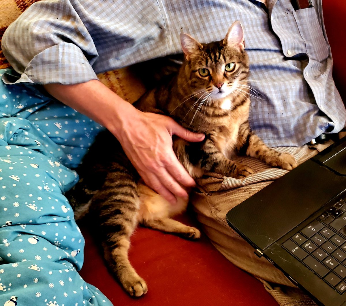 Tiger: don't hate on me cause daddy n I watch movies on laptop #CatsOfTwitter #CatsOnTwitter #cats #pets #thursdaymorning