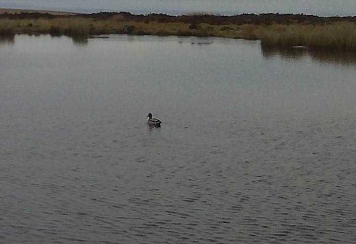 GeoConor's tweet photo. 🦆 #Altikeeragh @BinevenaghLPS #smartcam https://t.co/5NUQNuJicd https://t.co/oPrNDf28vo
