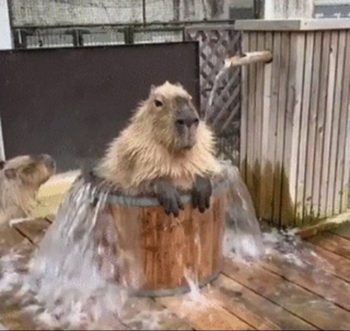 Spec_Dest's tweet image. The more likes this tweet has the more water this capybara gets.