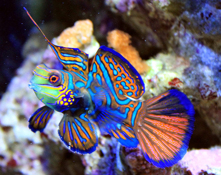 eggshelltv's tweet photo. Made a Mandarinfish themed dragon today! Totally free to adopt to a good home ❤️ just reply with your interest https://t.co/zXUePBqgqV