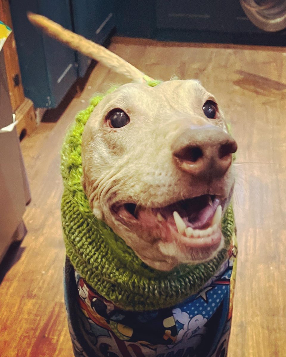 AGreytTail's tweet photo. Snow, what snow????? Wees did put ower bobbly hats on and pose and everything. Pfft #nosnowhere #gutted #welovesnow #houndsoftwitter โ๏ธ โ๏ธ #snowuk #AdoptDontShop https://t.co/EiahT56zrk