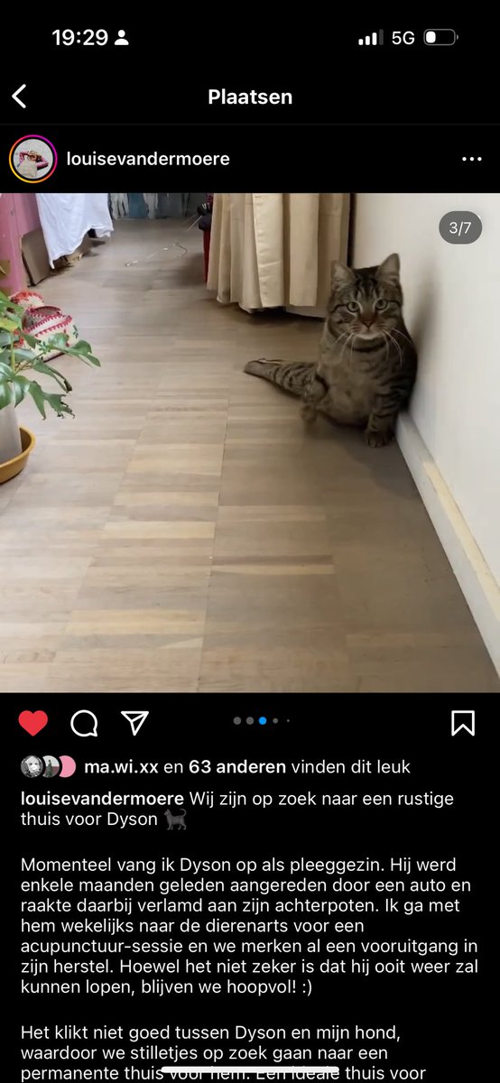 martijnvilijn's tweet photo. ATTENTION PLEASE. dyson is op zoek naar een forever home 🤍 sharing is caring!! let’s find him a loving house!! https://t.co/WlwYMZZpMA