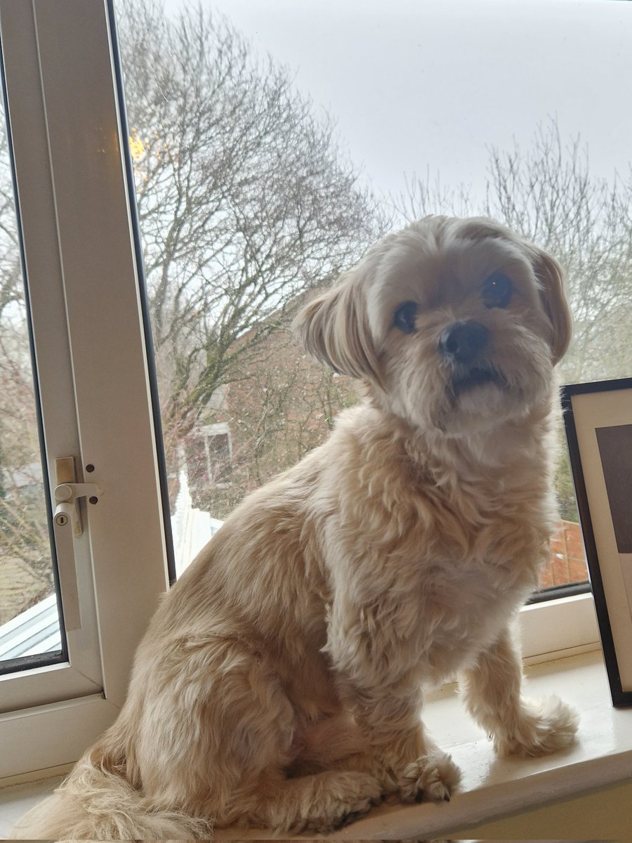 vernonroy2's tweet photo. My handsome boy watching mummy work today #bestfriends https://t.co/nkh1bmHxnV