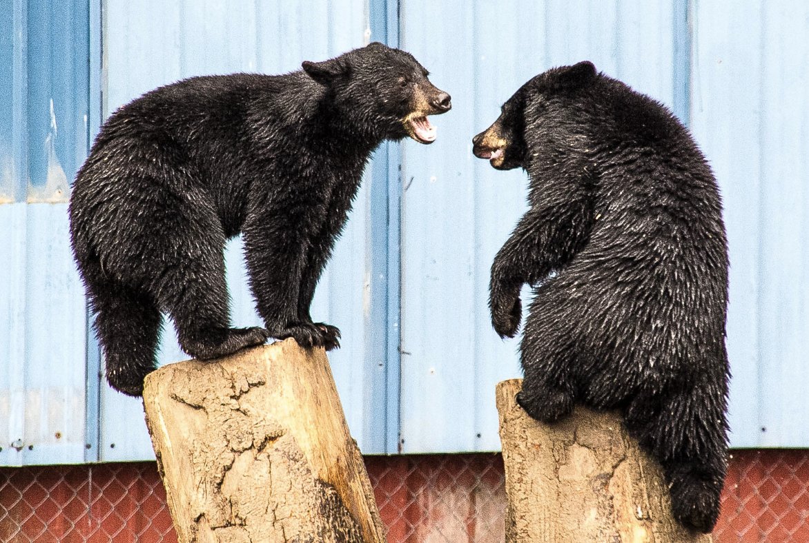 Two #blackbear cubs at the #fortressofthebear rescue center in #sitka #alaska

#sitkaalaska #sitkatravel #visitsitka #travelalaska #alaskaadventure #explorealaska #travelwritersuniversity #IFWTWA #trip101com #travelphotographer #travelphotography #phototravel #phototraveler #tbt