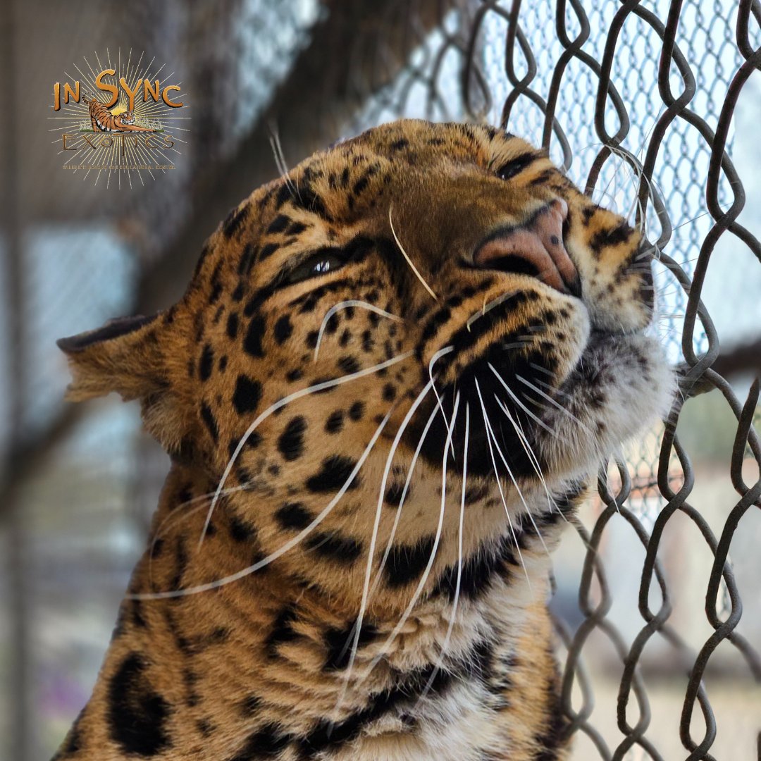 In sync hotsell cat sanctuary