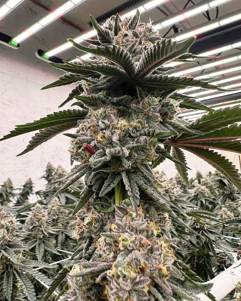 Apple fritter looking ripe 🔥​​​​​​​​
.​​​​​​​​
#applefritter #happyplantshappylife #happyplants #growninmaine #mainestrong #mainecannabis #mainedispensary #mainesmallbusiness #maineagriculture #sebagolakesregion #sebagolake #windhammaine  #canna