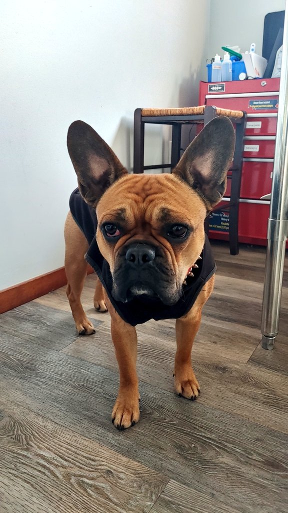 oscarindacity's tweet image. Vet day!
#oscarondaroad #oscarindacity #dogsoftwitter