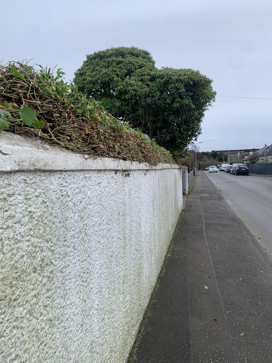 Recent Job carried out in largs cutting back Ivy and overgrowing tree limbs shaping few bushes. 🌳