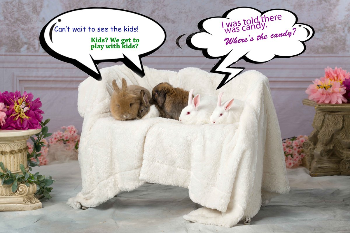 Our furry friends are so excited to see our clients over the next few days!! We have been playing and loving on them and they are  ready for you!! We only have a TWO appointments left! Call us at 740-774-4120 for the most adorable and fluffy Spring pictures🐰💐🌸
