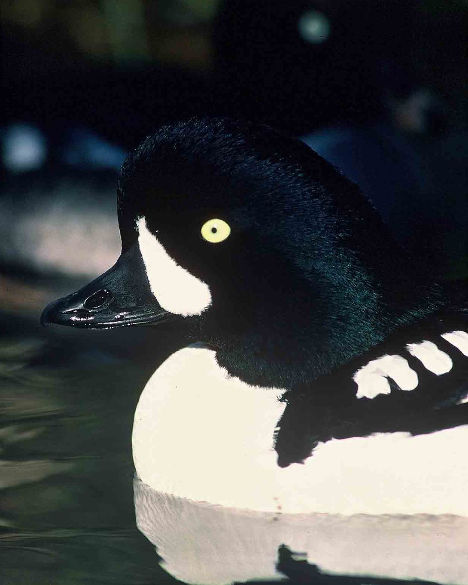 Unlike 007, male Common Goldeneyes are anything but stealthy. They have large green frills on their heads and make a distinct whistling sound while they fly. In an unusual mating display, male Goldeneyes crane their heads all the way backwards to attract female birds!