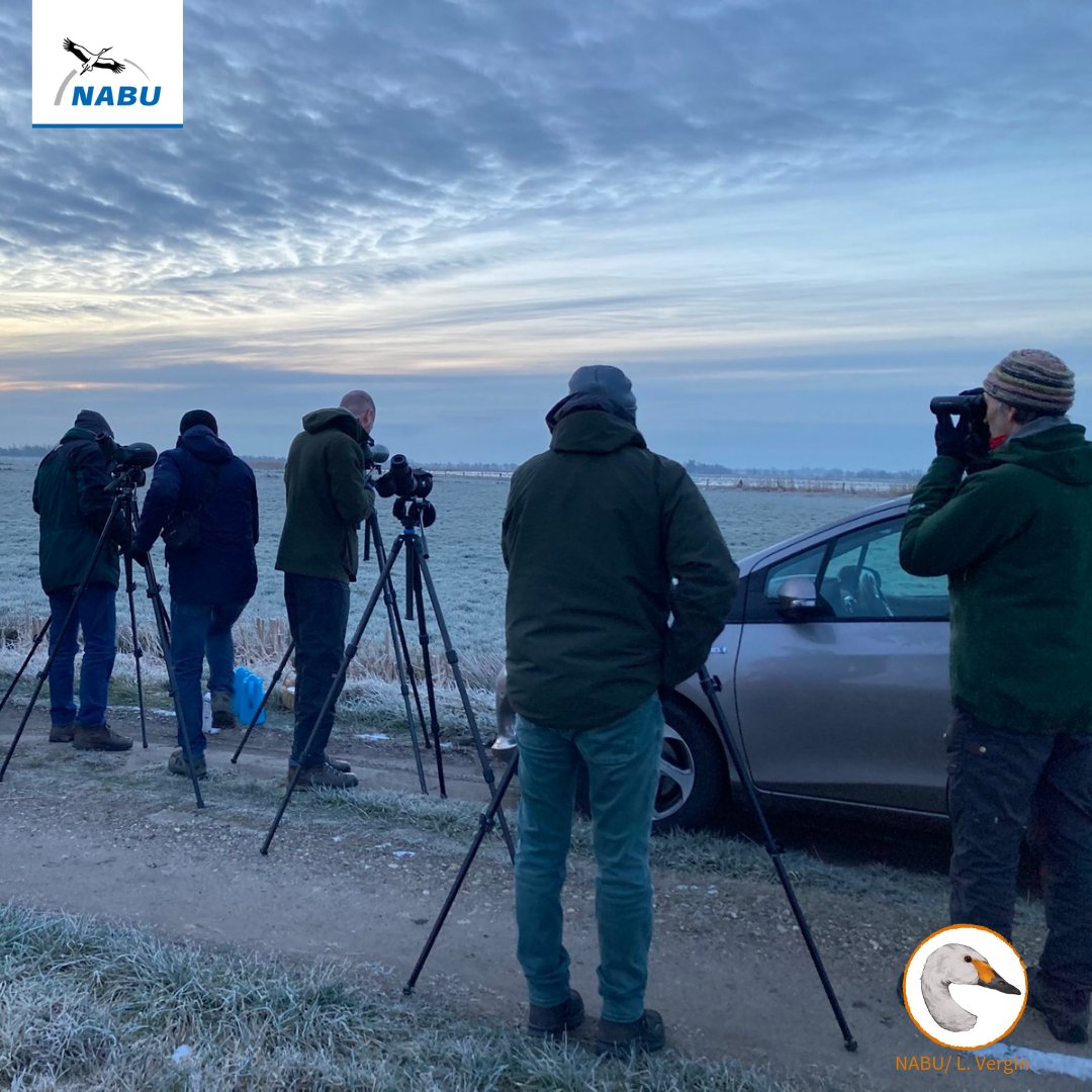 bewickiiontour's tweet photo. International Workshop Part 2: Our early birds visited a night roost, we heard lots of interesting talks, had a lovely field trip by covered wagon (note #Bewick's in the background!) and now we finish it off with some delicious food by @HotelzurTreene again. 😊 https://t.co/OAKvgw4xzM