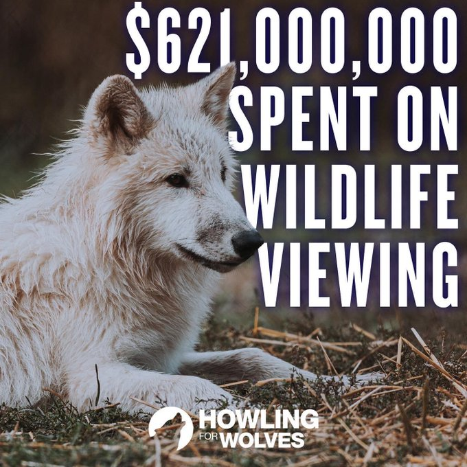 @SecDebHaaland @Interior Guess what? Tourism brings in more money than killing wildlife! #RelistWolves #StoptheRoundups