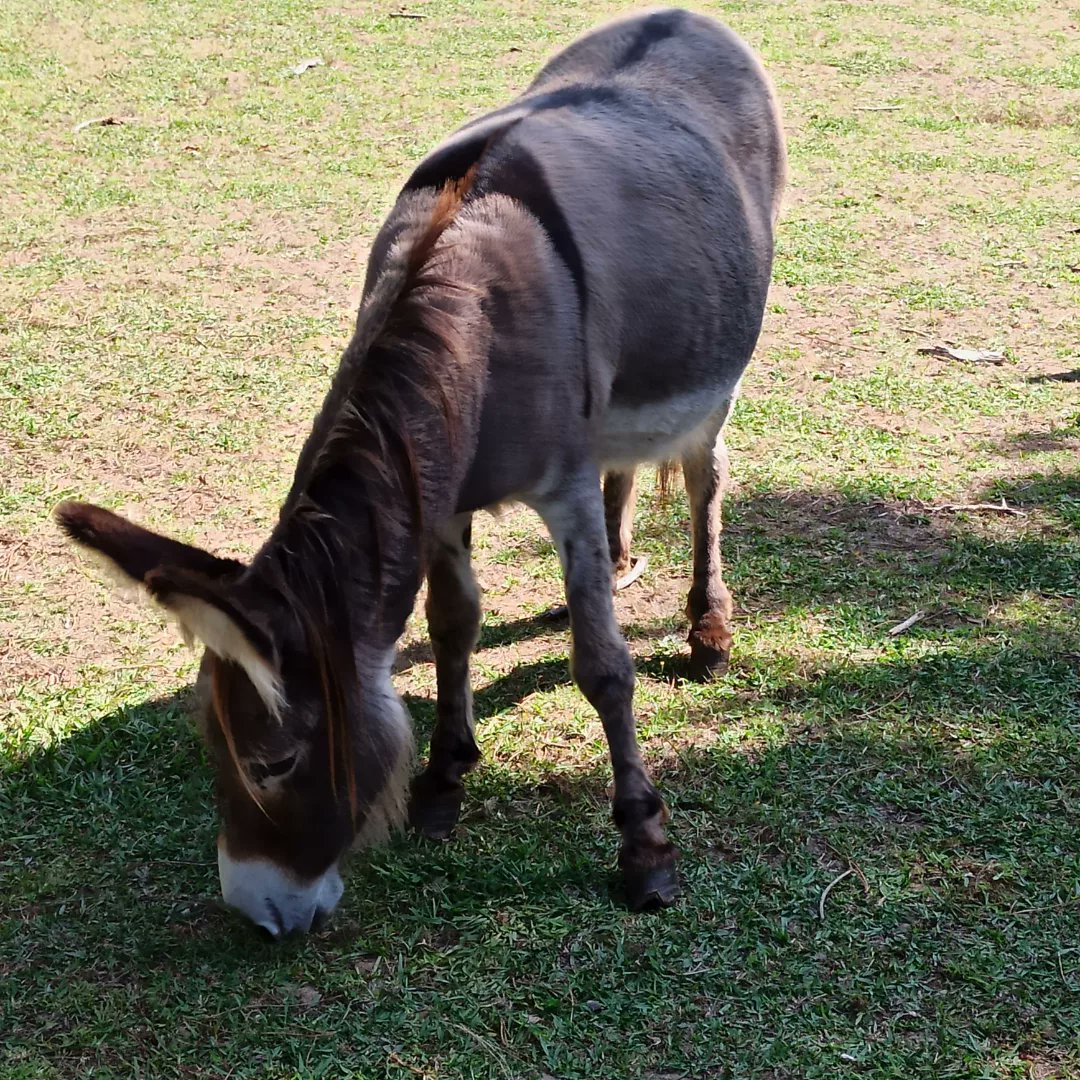 #faunasalvaje #animales #naturalezaviva
#fotografía #senderismo #outdoors #aventura #explore #asi_es_natura #naturelovers #fever_nature #travelphotography #landscape #beautiful #photoadventure #naturaleza_spain #rutasconencanto #natura_love_  #asi_es_fauna #naturephotography