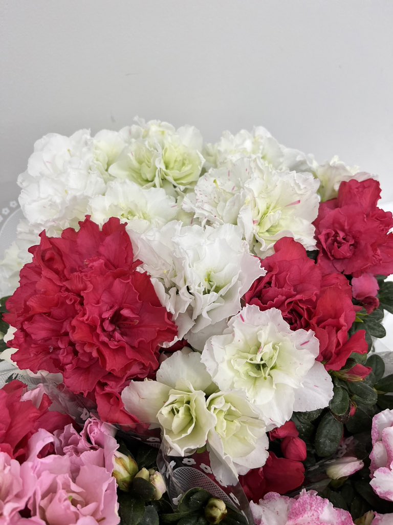 「福岡県久留米市から「久留米アザレア」というお花を頂きました。このお花は「久留米つ」|パントビスコのイラスト