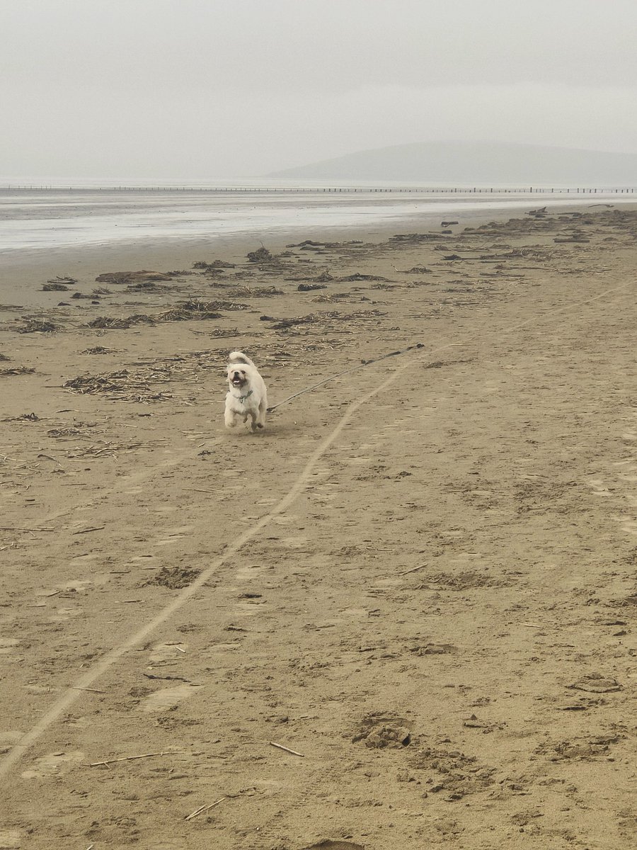 NatterSpaceBurg's tweet photo. No snow here today....and it was 13 degrees, the dog is having the time of his life ๐๐ #SOMERSET #Beachwalks #Nosnowhere https://t.co/Kfnwl04YOJ