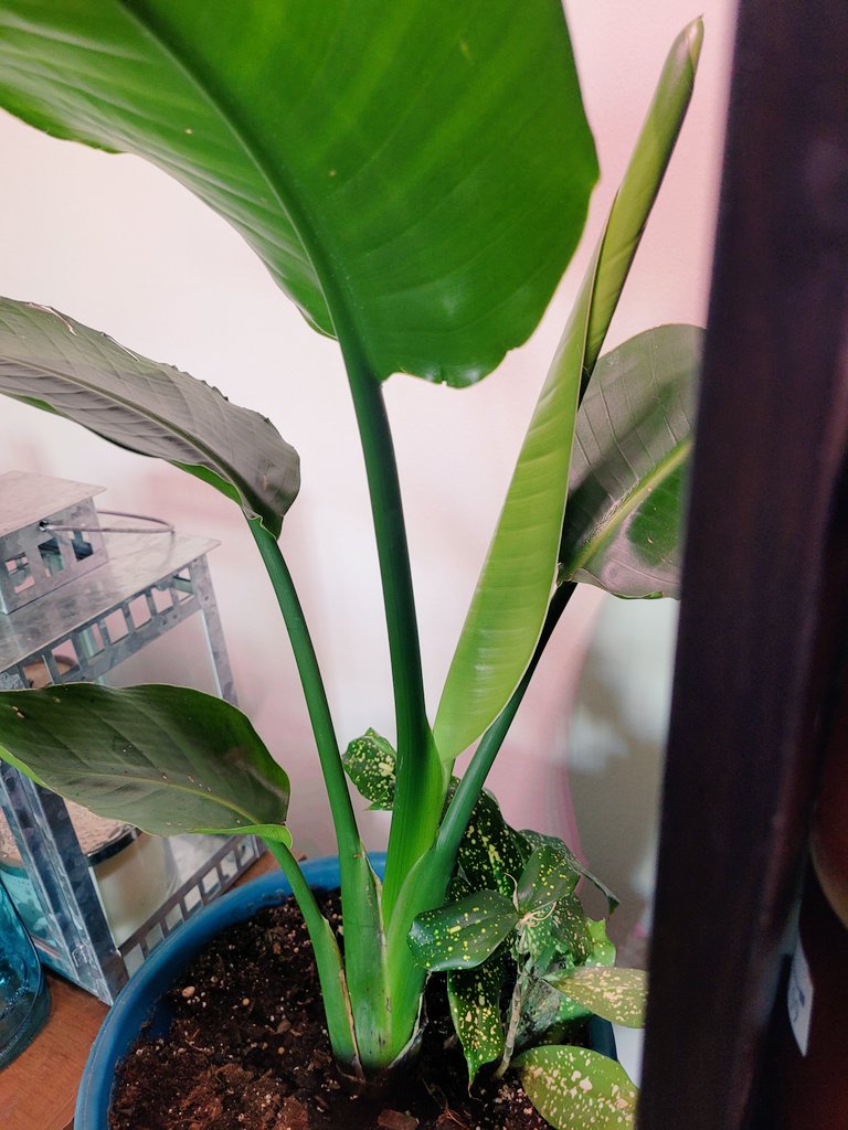 aspiringplntdad's tweet photo. So #planttwitter, an update: theres a fat new leaf, my string of dolphins came back to life as... this, I have a #succulent that decided to become a snake and the last one I just like. Enjoy 🪴 https://t.co/SRezGE4i9M