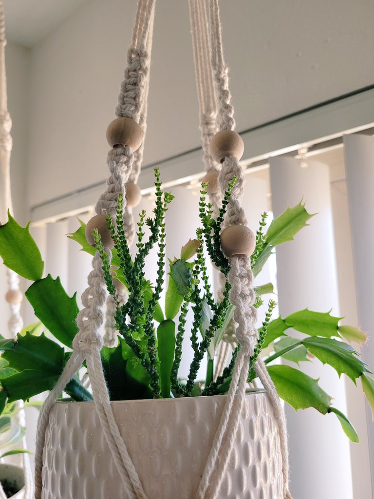 aspiringplntdad's tweet photo. So #planttwitter, an update: theres a fat new leaf, my string of dolphins came back to life as... this, I have a #succulent that decided to become a snake and the last one I just like. Enjoy 🪴 https://t.co/SRezGE4i9M