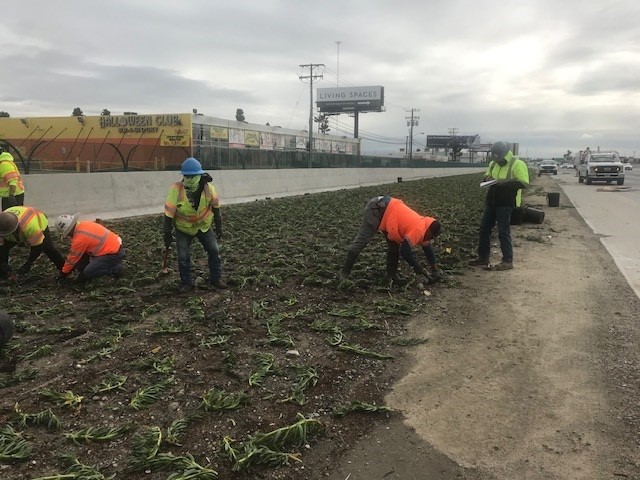Workers planting along the shoulder of northbound I-5 at Valley View Avenue in La Mirada. Please #BeWorkZoneAlert. My5LA.com
