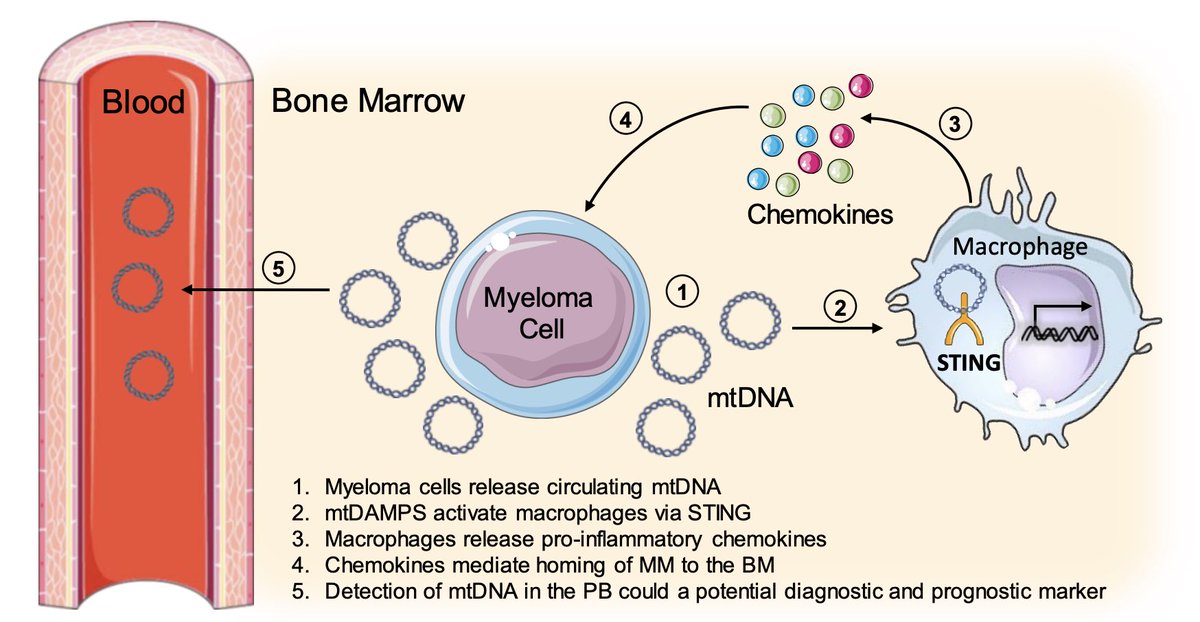 Aisha Jibril, PhD (@aisha_jibril_) on Twitter photo Excited to share my PhD research now published in @BloodJournal 🎉🎉
Plasma cell derived mtDAMPs activate macrophage STING pathway which promotes myeloma progression: doi.org/10.1182/blood.…
Thank you to all!
<a href="/c_hellmich/">Charlotte Hellmich</a> @RushworthLab @KrisBowles7 <a href="/bigctweets/">Big C Cancer Charity</a> Excited to share my PhD research now published in @BloodJournal 🎉🎉
Plasma cell derived mtDAMPs activate macrophage STING pathway which promotes myeloma progression: doi.org/10.1182/blood.…
Thank you to all!
<a href="/c_hellmich/">Charlotte Hellmich</a> @RushworthLab @KrisBowles7 <a href="/bigctweets/">Big C Cancer Charity</a>