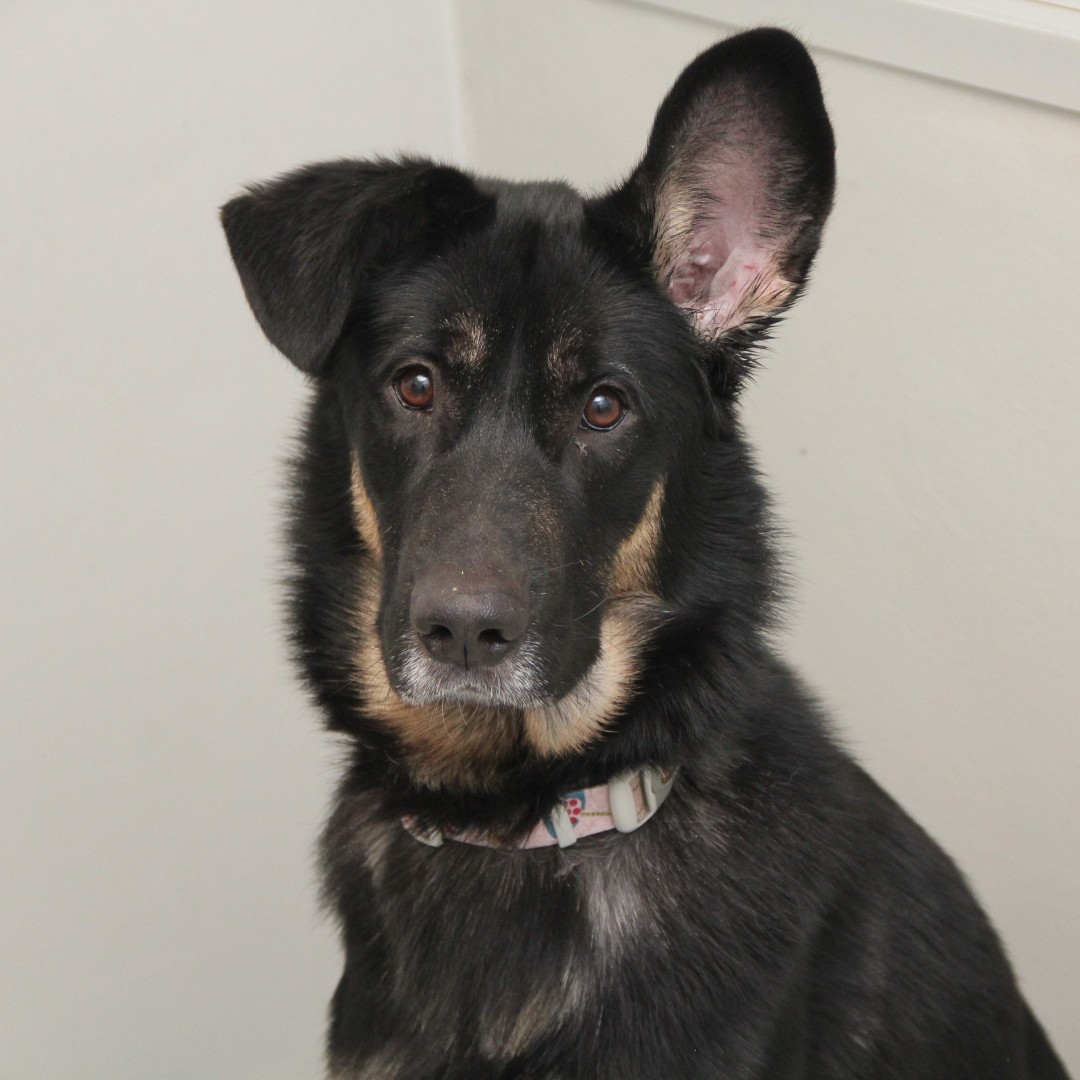 WinnipegHumane's tweet photo. Our dog kennels are FULL, and we want to find all these cuties a loving home. If you've thought about adopting, the time is NOW. ❤️  Meet just some of the sweet pups available to adopt:
🐾 Parker, 4-yr-old 
🐾 Buddy, 1-yr-old
🐾 Jasper Junior, 4-month-old 
🐾 Margo, 10-month https://t.co/m0XAoL4aeC