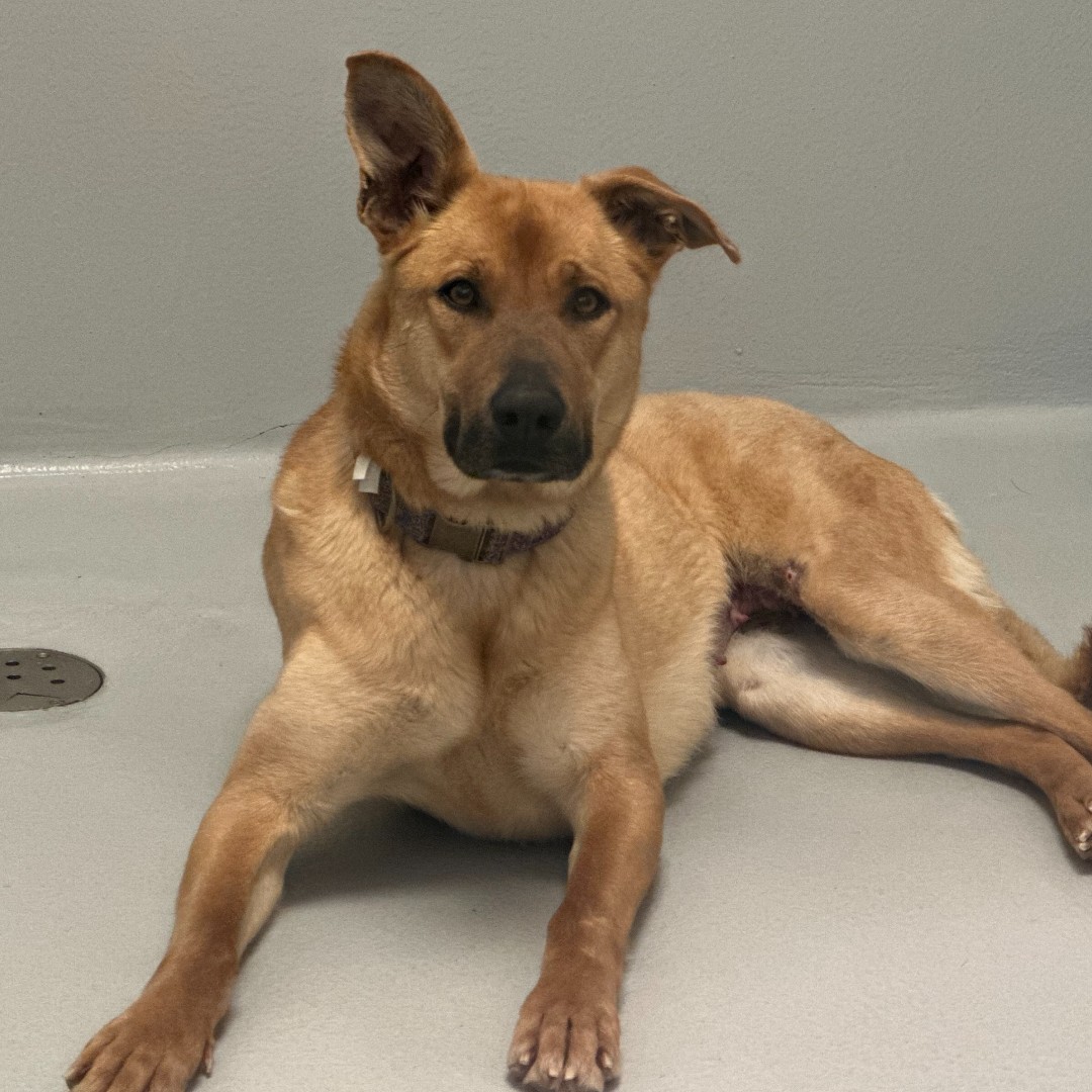 WinnipegHumane's tweet photo. Our dog kennels are FULL, and we want to find all these cuties a loving home. If you've thought about adopting, the time is NOW. ❤️  Meet just some of the sweet pups available to adopt:
🐾 Parker, 4-yr-old 
🐾 Buddy, 1-yr-old
🐾 Jasper Junior, 4-month-old 
🐾 Margo, 10-month https://t.co/m0XAoL4aeC