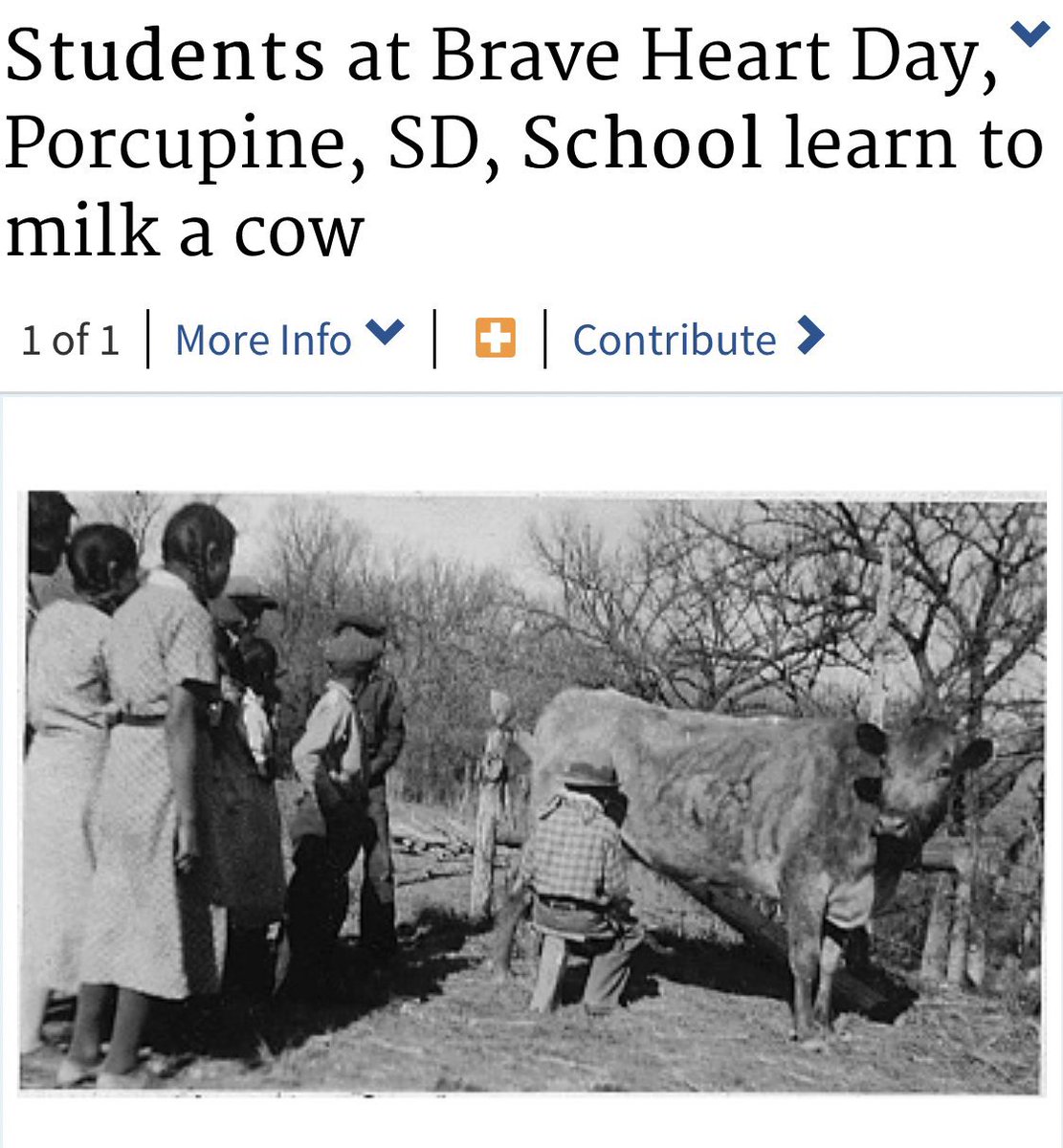 Indigenous people with no history of taking milk from animals being forced to do so by the people who took their land and populated it with cows. This is the dairy industry, and always has been. #AbolishDairy