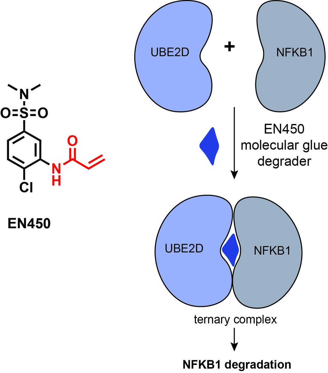 Dan Nomura (@dannomura) on Twitter photo Congrats to our <a href="/UCB_Chemistry/">College of Chemistry</a> chem bio graduate <a href="/Ellie_King13/">Ellie King</a> for her <a href="/CellChemBiol/">CellChemicalBiology</a> publication on using chemoproteomic approaches to discover a covalent molecular glue degrader that exploits an E2 UBE2D to degrade NFKB1! Glad to have this published!
sciencedirect.com/science/articl… Congrats to our <a href="/UCB_Chemistry/">College of Chemistry</a> chem bio graduate <a href="/Ellie_King13/">Ellie King</a> for her <a href="/CellChemBiol/">CellChemicalBiology</a> publication on using chemoproteomic approaches to discover a covalent molecular glue degrader that exploits an E2 UBE2D to degrade NFKB1! Glad to have this published!
sciencedirect.com/science/articl…