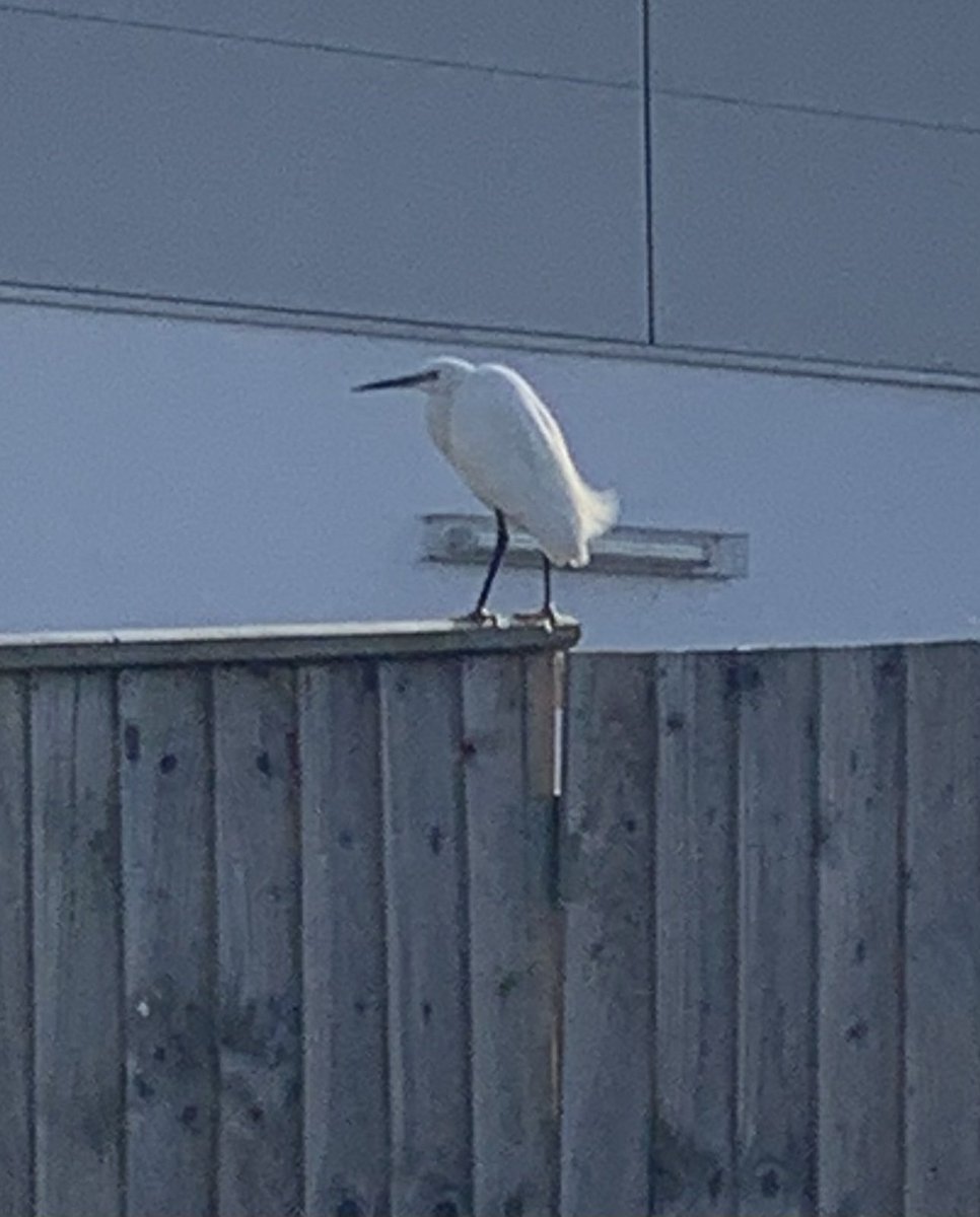 ActionColour's tweet image. #GlosBirds

Little Egret by Lidls in Bishops Cleeve near Cheltenham.