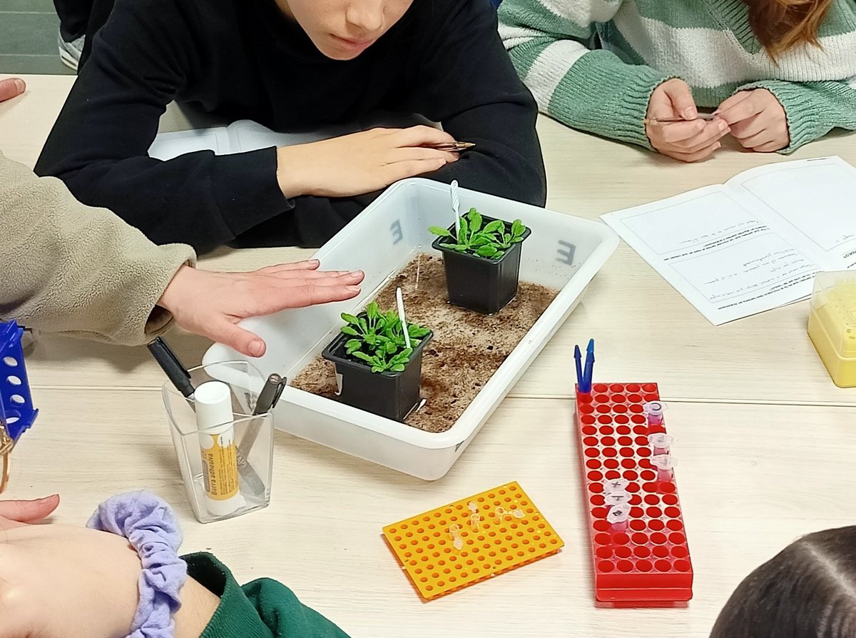 felip_lorenzo's tweet photo. Avui el grup de #4ESO #BioGeo @inscanoriac hem anat al @CRAGENOMICA a fer el taller #DefeNsA de les plantes. #Cols #Arabidopsis #bacteris #PCR #Electroforesi #Ciència! @navpal2 @BiaMoreno_G @ZoilaBabot https://t.co/vOifZRPZjd