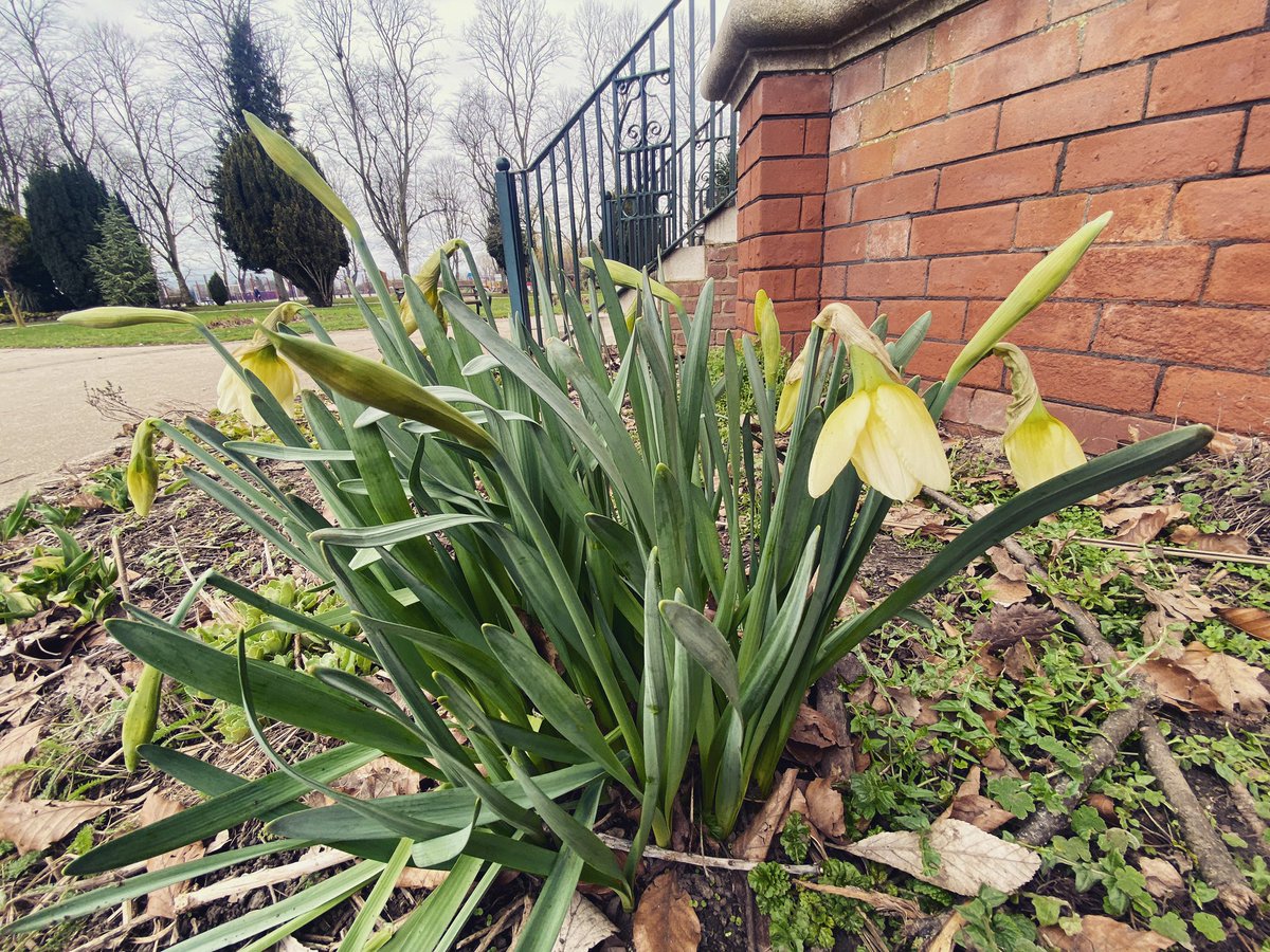 West Park Goole tweet media