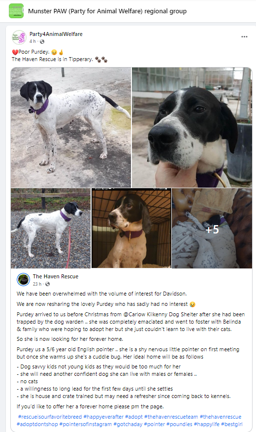 AnimalPartyIE's tweet photo. 💔Poor Purdey. 😥🤞
The Haven Rescue is in Tipperary. 🐾🐾If you'd like to offer her a forever home please pm the page.
 #rescueisourfavoritebreed #happyeverafter #adopt #thehavenrescueteam #thehavenrescue #adoptdontshop #pointersofinstagram #gotchaday 
https://t.co/wt5T3FHi9J https://t.co/uKqIZrdfsU