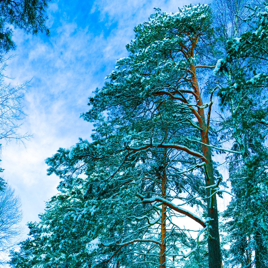 tzohari's tweet photo. Be like snow — cold but #beautiful. ❄️
Snow in Stockholm, Sweden
---------
#snow #snowwhite #snowing #snowflakes #snowday #snowy #snowfall #snowflake #snowyday #digitpro #stockholm #sweden #photooftheday #photography #photo #photographer #photos #photograph #UpplandsVäsby https://t.co/0HEycBg7mU