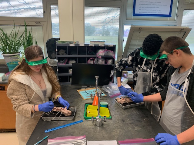 LT Biology students working on pig dissection today!  You could smell the learning!