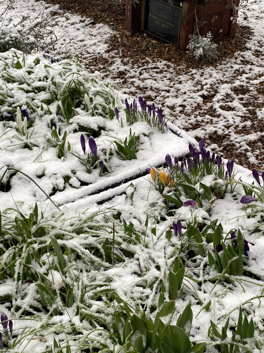 Eppinginbloom tweet media