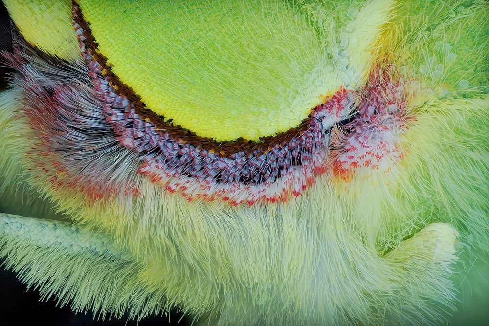 sagaOptics's tweet photo. Common brimstone, Gonepteryx rhamni. There are wing scales on the underside like I've never seen them before. This two-tone division is very special. Is there another species like this?
#lepidoptera #butterfly #commonbrimstone #brimstone #zitronenfalter #insects #schmetterling https://t.co/FpzimpsUG1